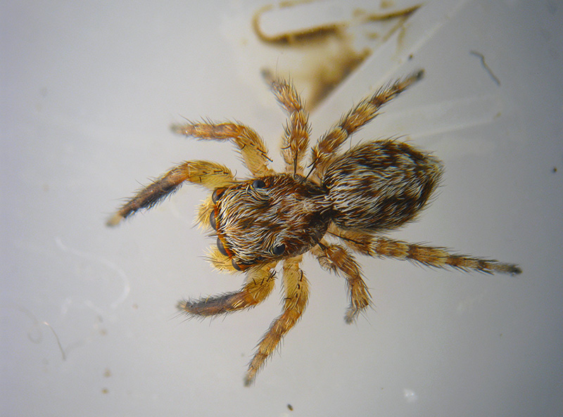 Evarcha falcata? No, Pseudeuophrys vafra, maschio - Albizzate (VA)